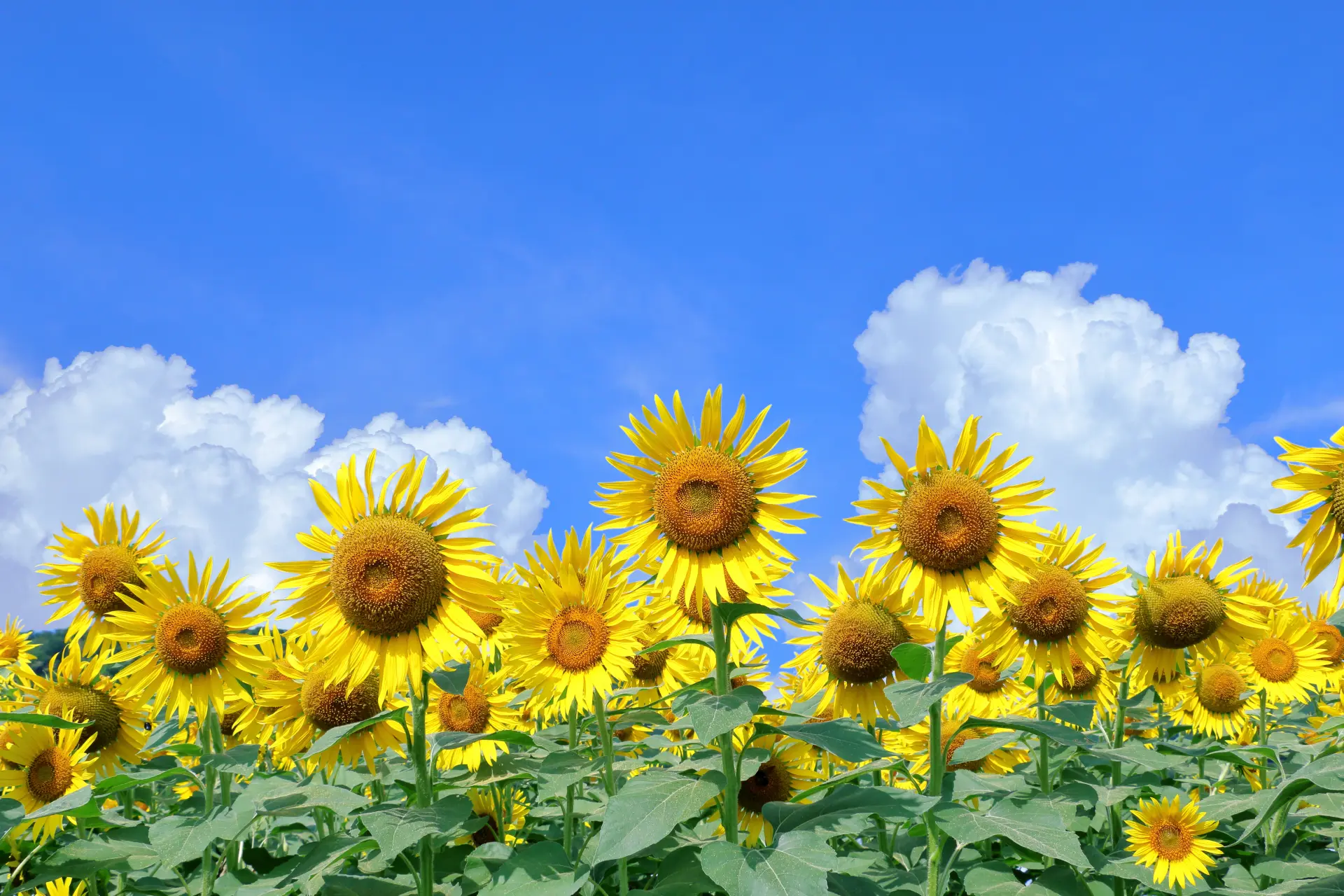 青空と入道雲を背景に、満開のひまわりが一面に咲き広がる夏のひまわり畑。