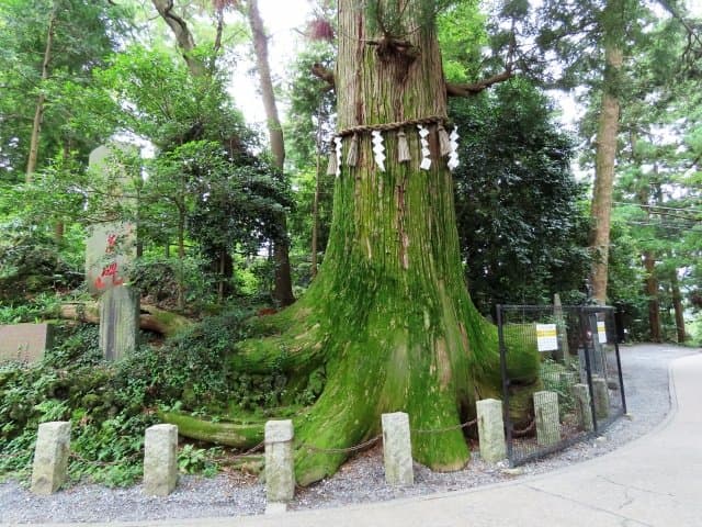 注連縄を巻いた、根が大きく張り出した杉の大木