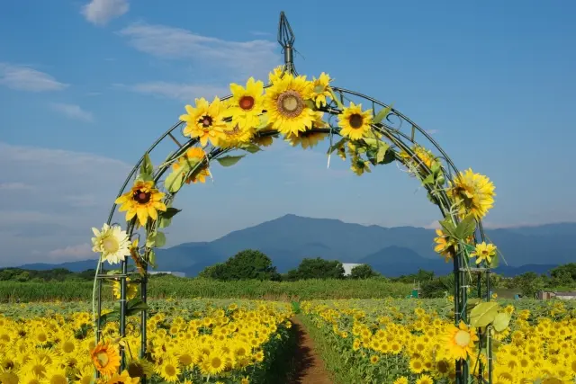 The Zama Sunflower Festival, where a sunflower-decorated arch frames a vast field of sunflowers stretching toward distant mountains under a blue sky.