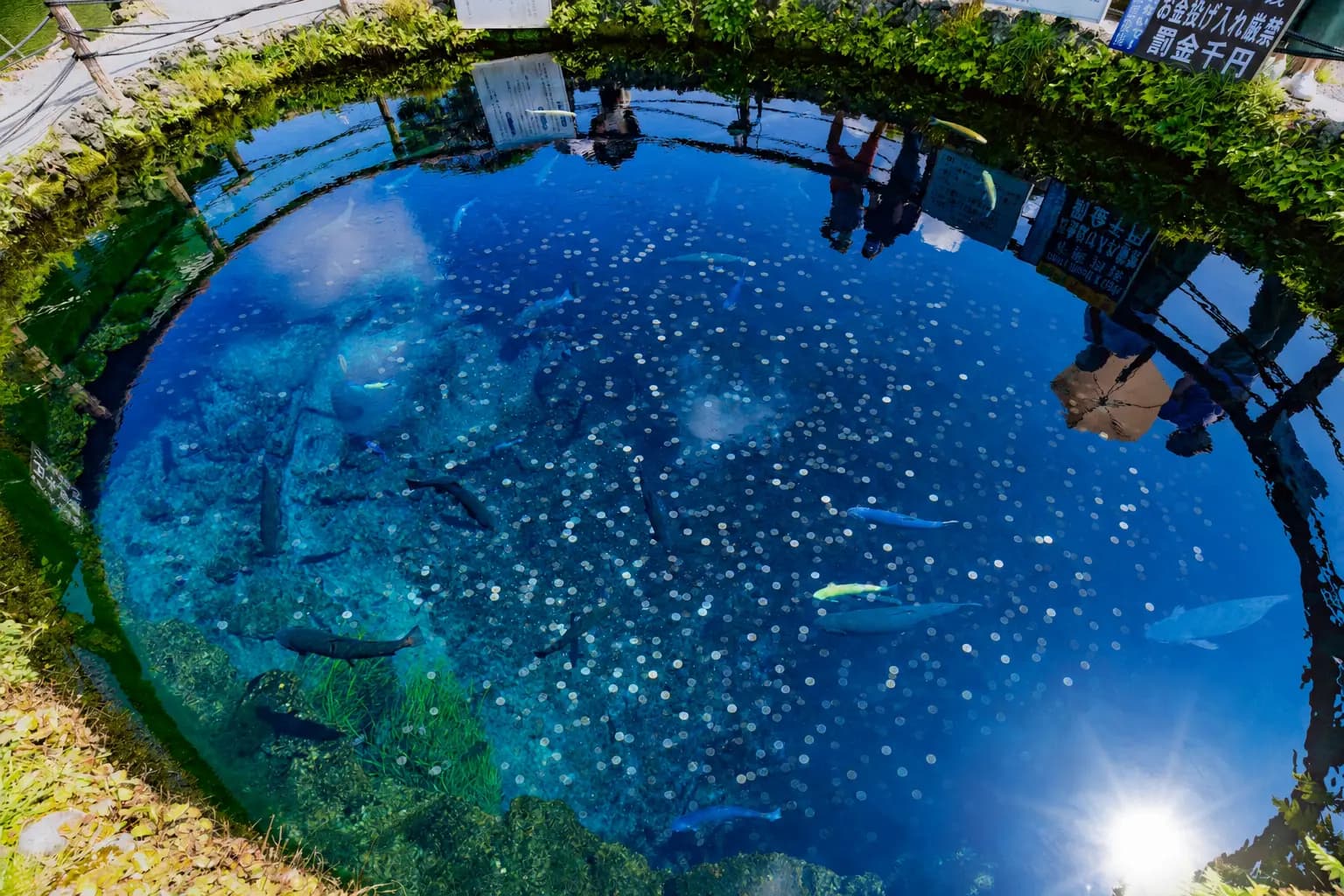 忍野八海の湧池に沈む大量のコイン