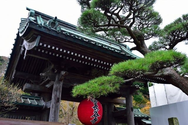 赤い提灯が下がる長谷寺の山門と、門に張り出した松