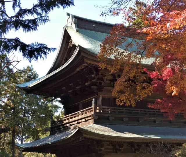 色づいたもみじと円覚寺の木造の大屋根