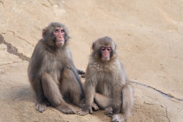 並んで座る2匹のニホンザル
