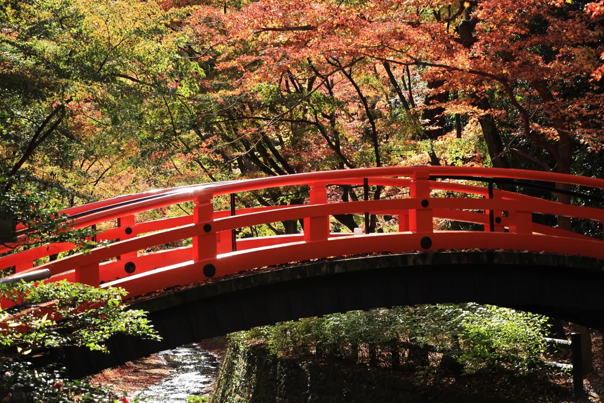 紅葉の中、川にかかる朱塗りの橋(北野天満宮のもみじ苑)