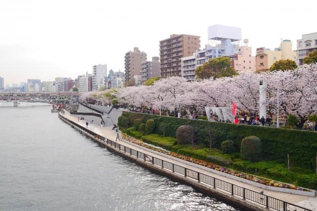 桜並木が続く川沿いの遊歩道