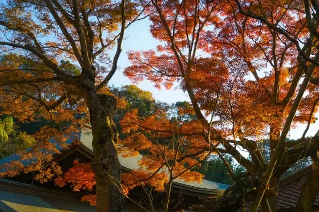 Autumn maples arching over temple roofs