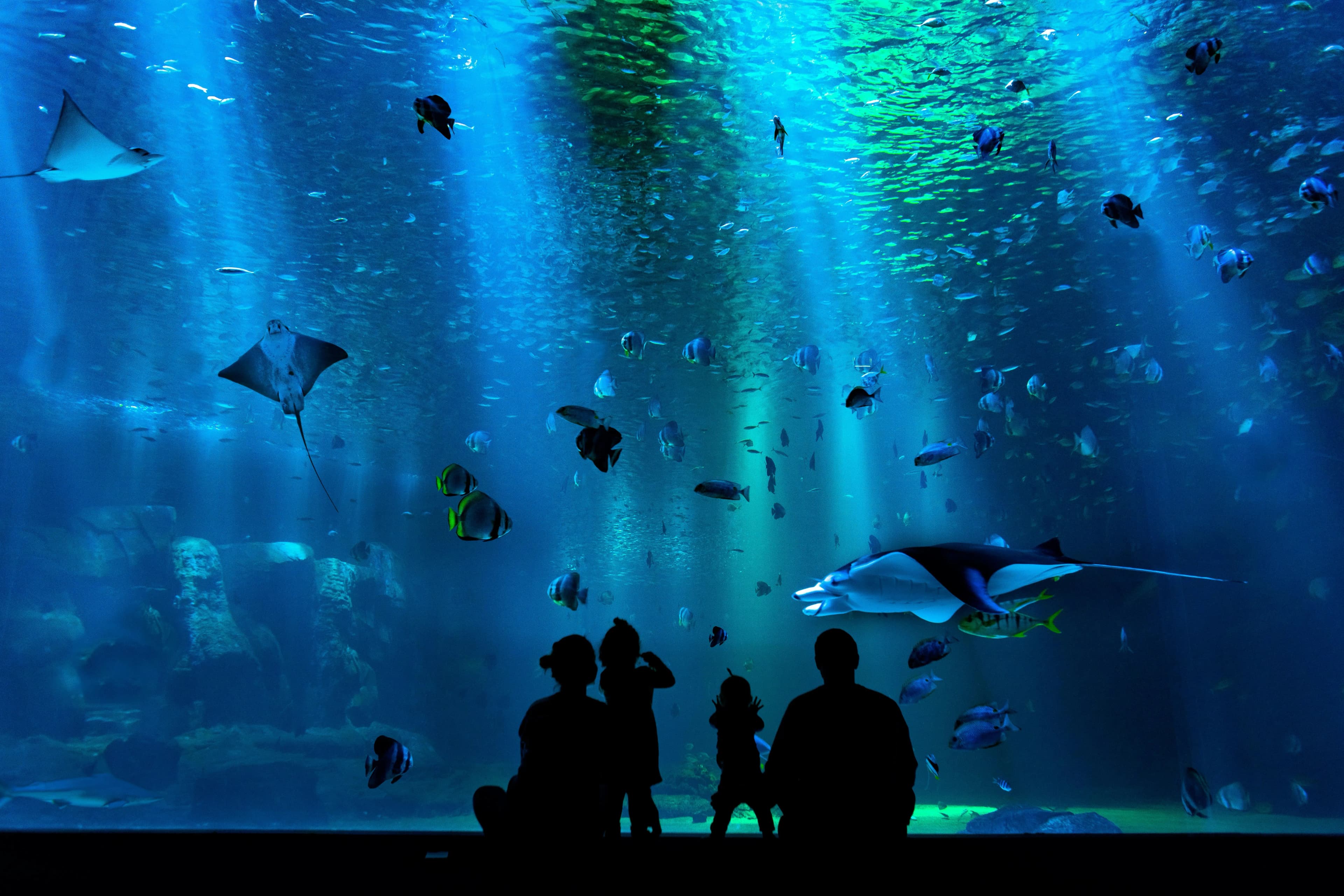 Silhouettes of a family gazing up at a giant aquarium tank, where light streams through deep blue water filled with schools of fish and several rays.